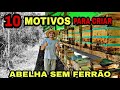 10 MOTIVOS para CRIAR ABELHA SEM FERRÃO (imediatamente)