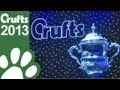 Basset Griffon Vendeen (Petit) wins Crufts Best In Show 2013