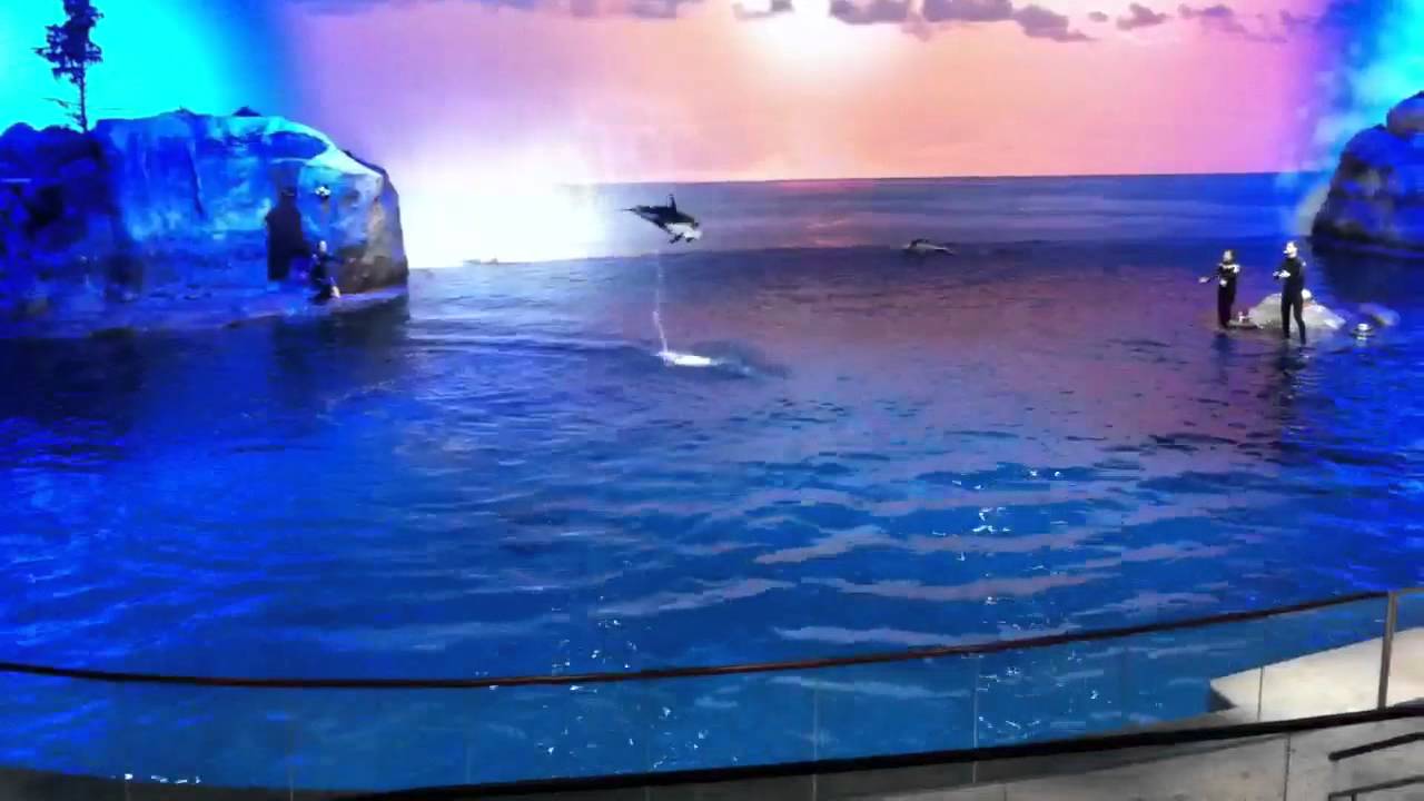Dolphins show at Shedd aquarium - YouTube