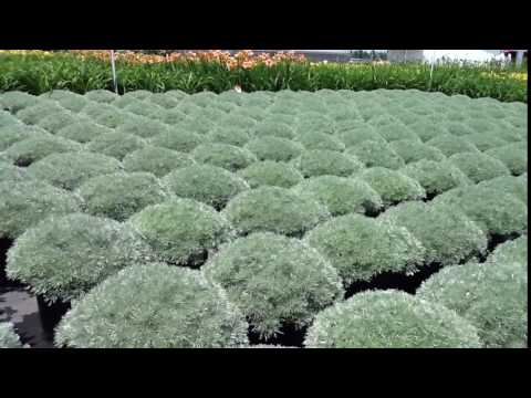 Video: Silver Mound Plant - Chăm sóc Silver Mound