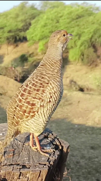 Female teetar ki aawaz | teetar ki video | ankit nsp 3no #birds #teetarkiawaz  #ankitnsp3no