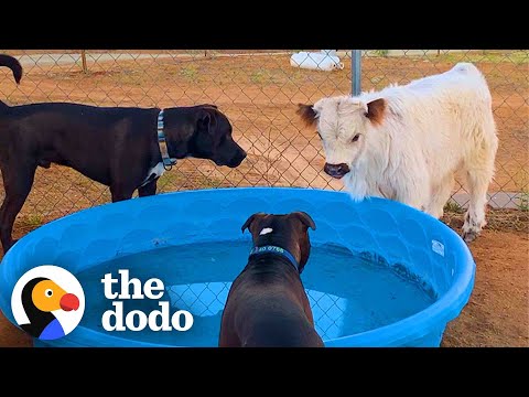 This Cow Wants To Be Wherever His Favorite People Are | The Dodo Little But Fierce