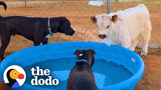 This Cow Wants To Be Wherever His Favorite People Are | The Dodo Little But Fierce