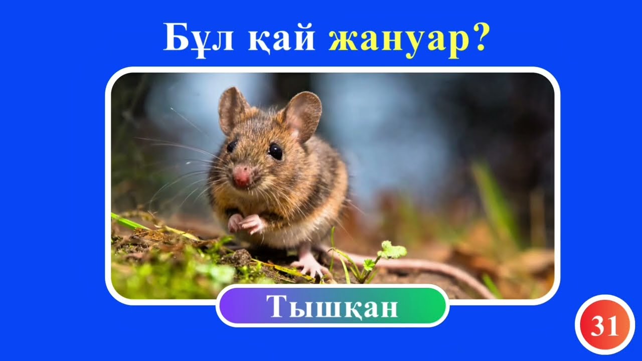 БҰЛ ҚАЙ ЖАНУАР?🤔