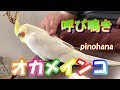 オカメインコ　はなの呼び鳴き　pinohana