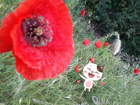 thumbnail img16x9