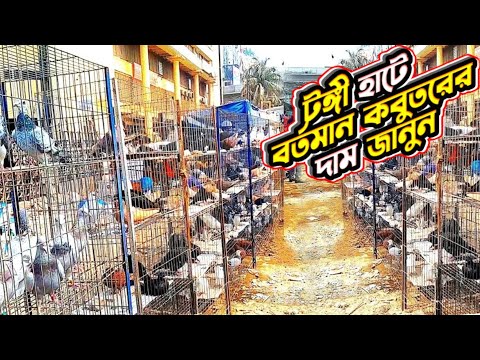টঙ্গী হাটে কবুতরের দাম জানুন | টঙ্গী কবুতর বাজার | কবুতরের হাট