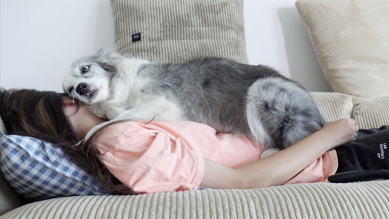 나의 애교로 인간들을 홀릴 것이다