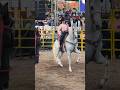 Bonitos caballos en el rancho bailando #viral #caballos #zacatecas #horse