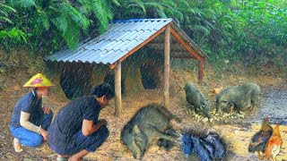 The first herd of pigs was born in the rain. Happy rainy day | Forest life skills DT