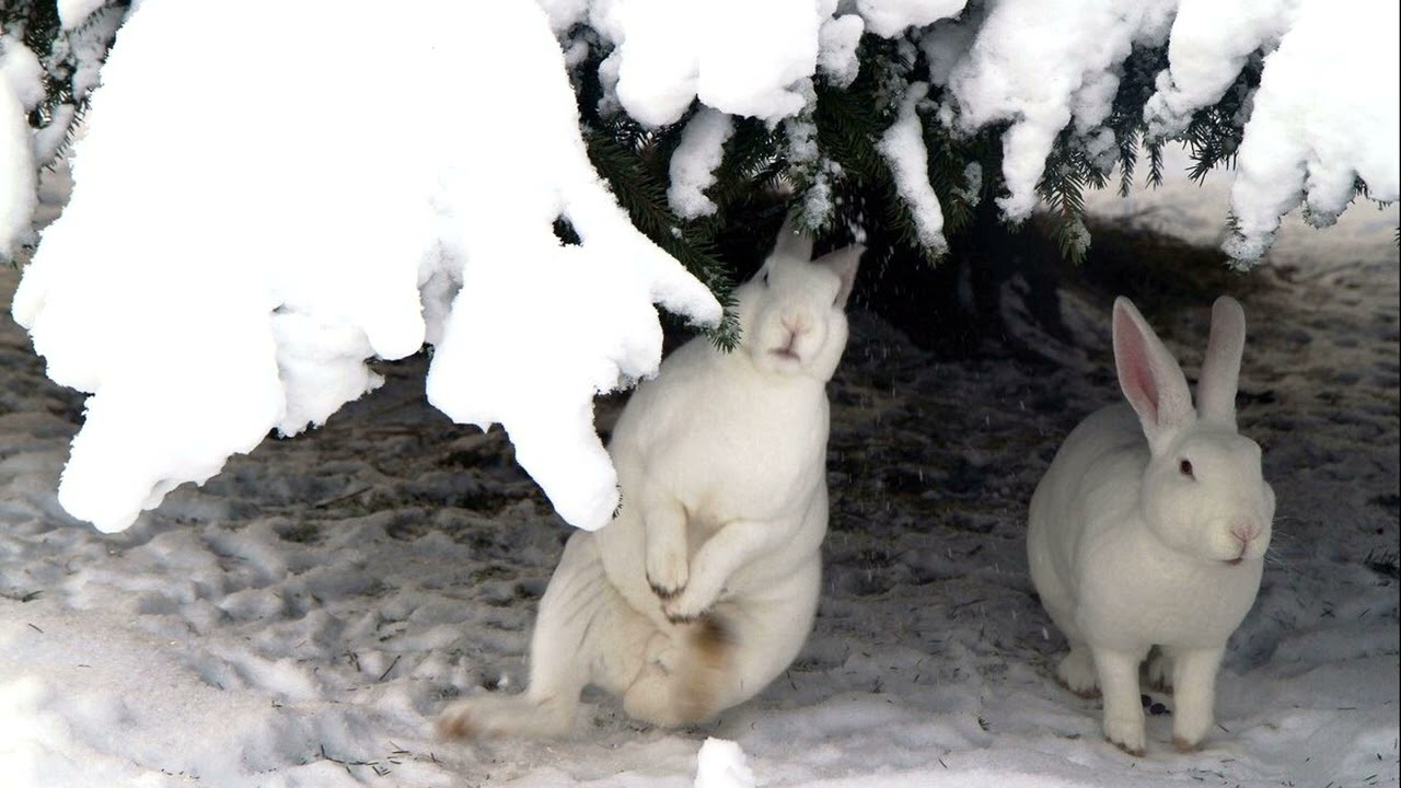 А  Барто  Дело было в январе  