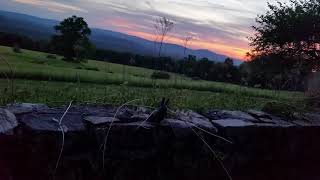 WOW! Bigfoot Howling Non Stop! (Headphones recommended)