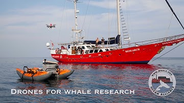 Drones For Whale Research