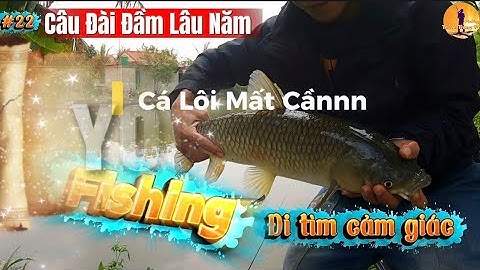 Câu Đài Đầm Lâu Năm|Tìm giác cá lôi mất cần tại Đất Trời Farm|#Fishing #hotvideo