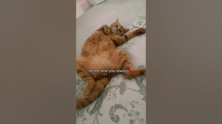 Video 4389141: cutecat catlover catplaying golden, cats catlover cutecat funny, cat playing cutecat, funny cats dogs, enjoy funny cats