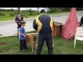 Cão defende criança de agressor - Pastor Belga Malinois. Cão de Guarda