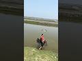 ঝাকি জাল দিয়ে হাঁস চুরি করা চেষ্টা #fishing #villagepond #castnetfishing