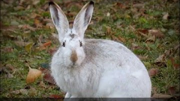 Rabbits Change Color In Three Days!