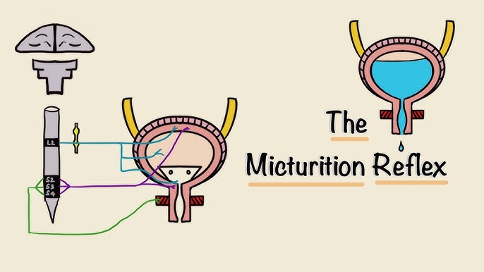Bladder control during storage/filling phase (A) and micturition