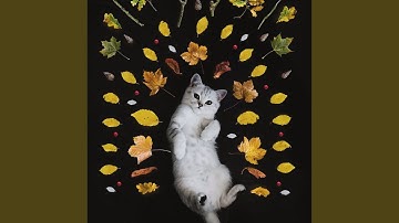 Groovy Music for Mysterious Cat Behavior