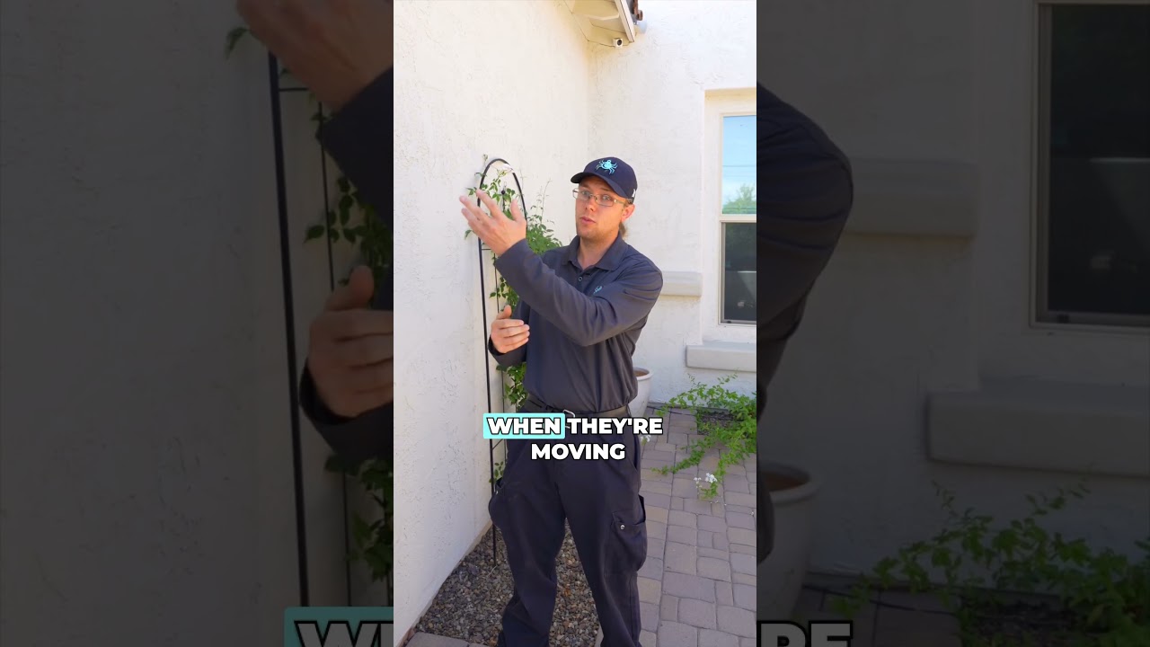 How to Keep Scorpions Out of Your Arizona Home | Monsoon Pest Control Tips