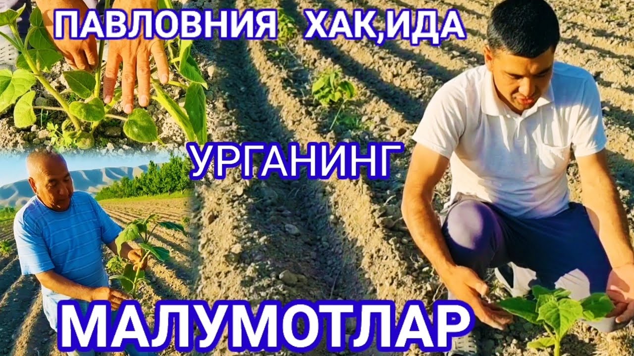 #павлония. Павловния Хакида Фойдали Маслахат УРГАНИНГ. - YouTube