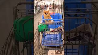 Ever seen a dog in a cart before? 🛒🐕 #shopping #walmart