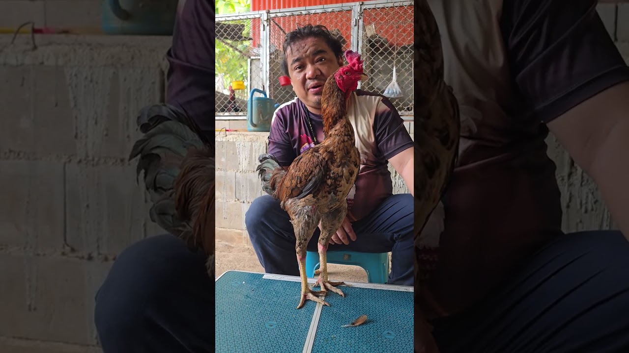 เปิดจองโปรเจคสายเยียร์ครับทายาทเจ้าก้องสยาม ใครชอบไก่เยียร์ กระดูกดีแข้งหน้าดีแนะนำครับ