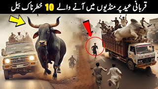 10 Most Dangerous Qurbani Bulls In Pakistan