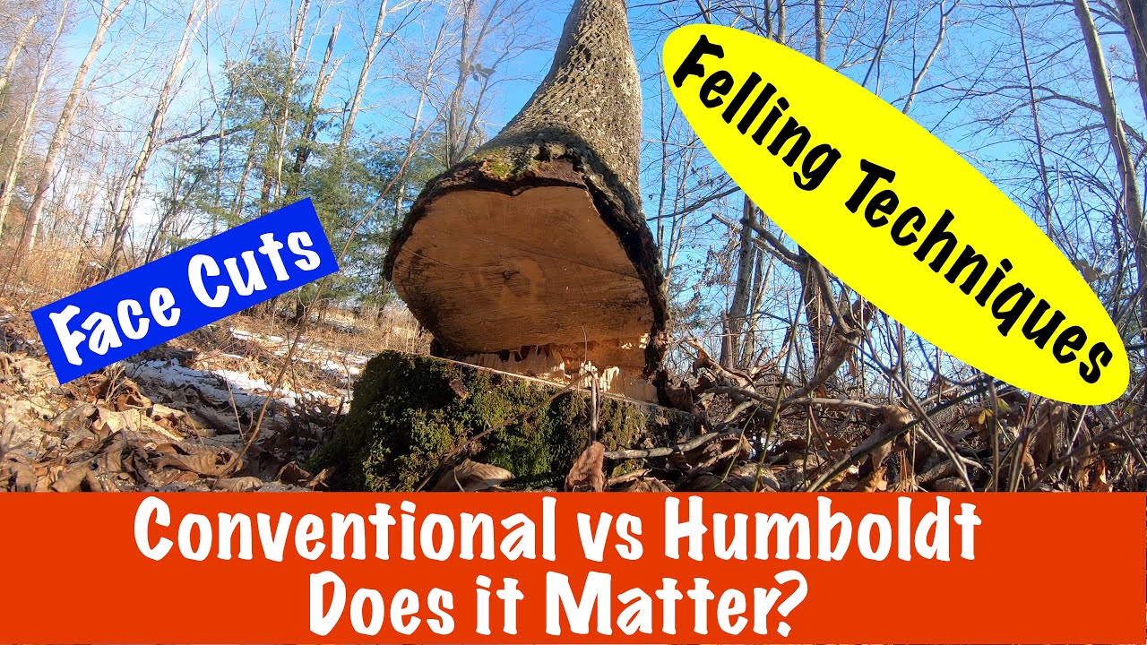 123 Felling A Tree Conventional Notch Vs Humboldt husqvarna stihl 123 Felling A Tree Conventional Notch Vs Humboldt husqvarna stihl
