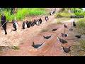 "Bird Caught in a Handmade Trap: Village Forest Live Action Adventure." #forest_life_mystery