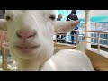 ふれあいコーナー【江戸川区自然動物園】
