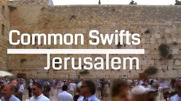 Swifts Over the Holy City of Jerusalem