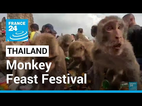 Monkeys in central Thailand city mark their day with feast • FRANCE 24 English