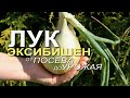 Выращивание ЛУКА ЭКСИБИШЕН от посева до урожая! Советы от ЗЕЛЕНОГО ОГОРОДА!