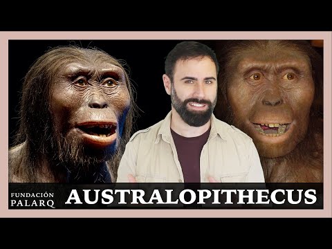 Video: ¿Qué especie de australopitecinos se conocía como la especie grácil?