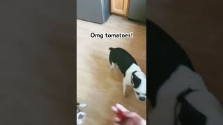 Boston terriers love tomatoes? #bostonterrier #dog