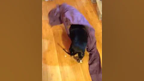 Creature of Comfort