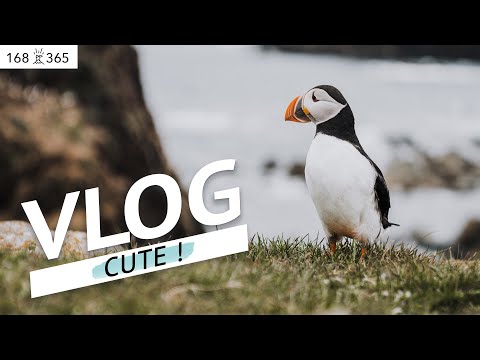 Vidéo: Macareux Elliston: Comment Voir Ces Oiseaux Impressionnants à Terre-Neuve