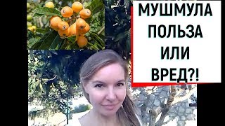 МУШМУЛА! ПОЛЬЗА ИЛИ ВРЕД?! МУШМУЛА! ПОЛЬЗА ИЛИ ВРЕД?!