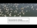 Лебеди прилетели на Каспийское море