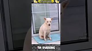 dog funny dubbing comedy tamil🔥 #animaldubbingvideos #animaldub #dog #funnyvideo #animalcomedy