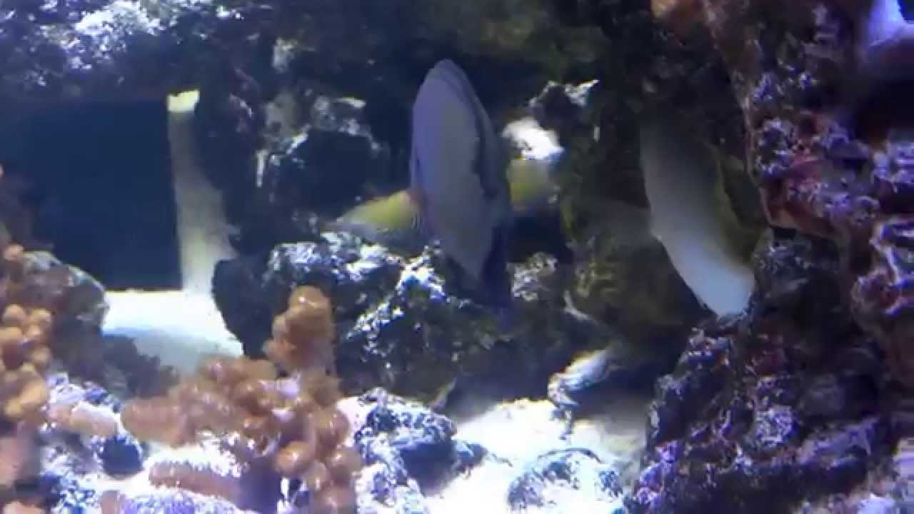 RGM #39    Reef Geek Marine-650 FOWLR, 18g Nano