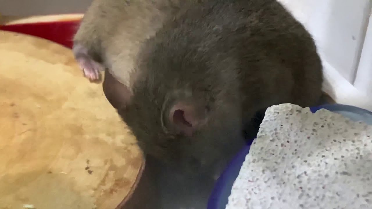 維鼠日記 如何領養倉鼠回家 新成員黃金鼠誕生 維特 50 Youtube 維鼠日記 如何領養倉鼠回家 新成員黃金鼠誕生 維特 50 Youtube