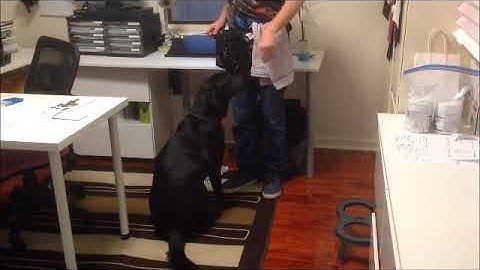 Touch and Target Training | Canine Essentials