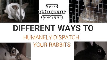 HOW TO HUMANELY DISPATCH RABBITS