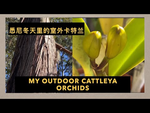GS-38 户外的卡特兰在冬天能长花苞吗 my outdoor Cattleya orchids