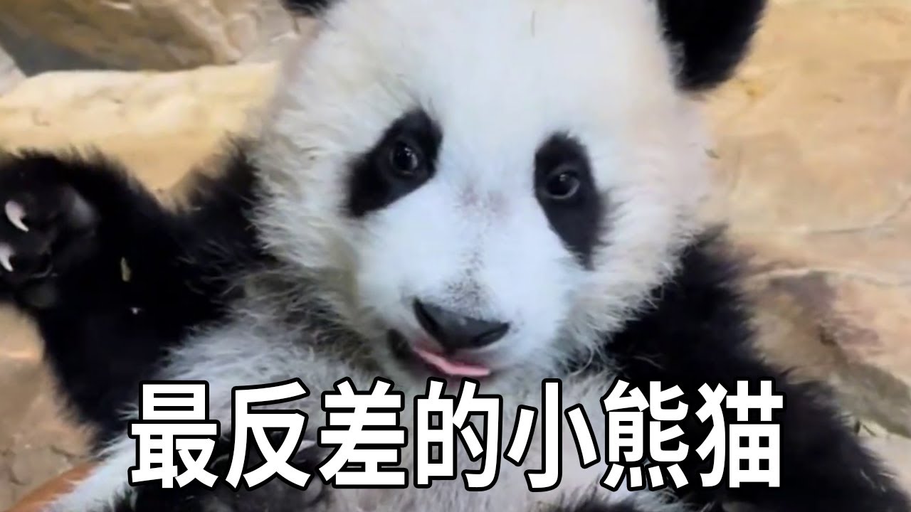 大熊猫妹猪绝对是最反差的小熊，没睡醒的时候柔柔弱弱小美女，充满电后三个饲养员都抓不住！【你好大熊猫】