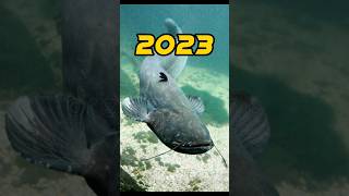 Catfish 2023 vs 50000 bce ((mythic fiction world )))#shortvideo