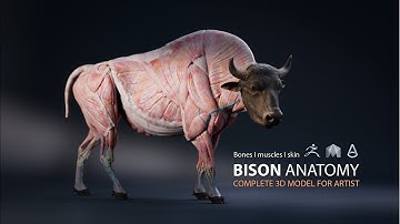 Bison Anatomy - 3D Model for Artist